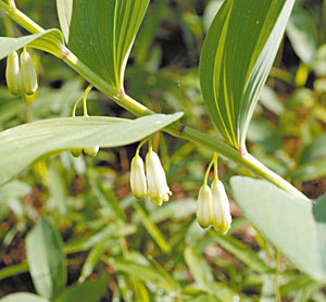 写真3 明るい林内で春に咲くアマドコロ