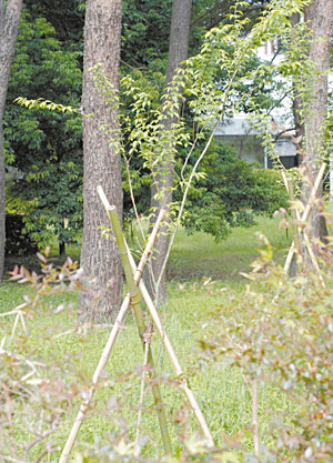 写真4 あらたに植栽したイヌシデ