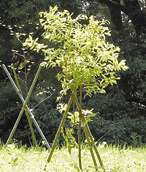 写真5 同じく植栽のクヌギ