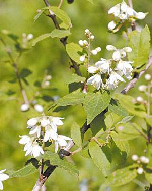 写真6 ウツギの花
