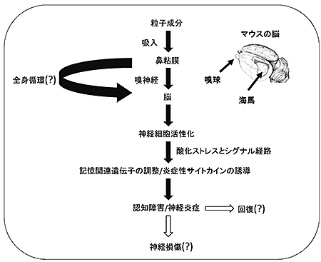 メカニズムの図（クリックで拡大表示）