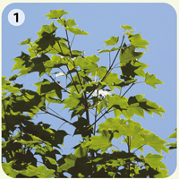 イタヤカエデの写真