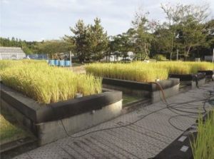 試験用水田の写真