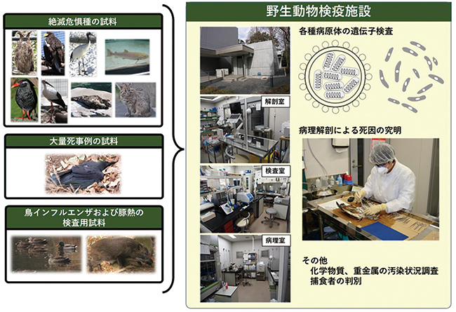 野生動物検疫施設における業務の概要の図