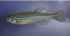 写真：ゼブラフィッシュ&nbsp;&nbsp;Danio rerio
