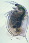 写真：オオミジンコ&nbsp;&nbsp;Daphnia magna（NIES系統）