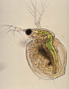 写真：ニセネコゼミジンコ&nbsp;&nbsp;Ceriodaphnia dubia（淡水産ミジンコの１種）
