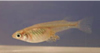 写真：メダカ（ヒメダカ）&nbsp;&nbsp;Oryzias latipes