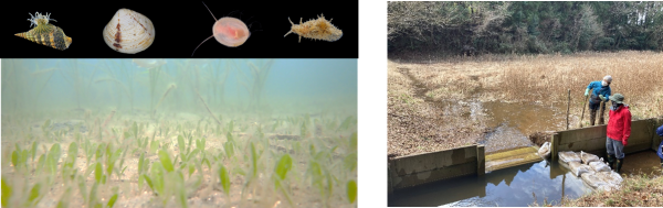 海草、海の中の生き物の写真、湿地の写真