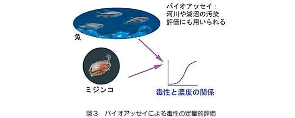 「図3：バイオアッセイによる毒性の定量的評価」を示す画像