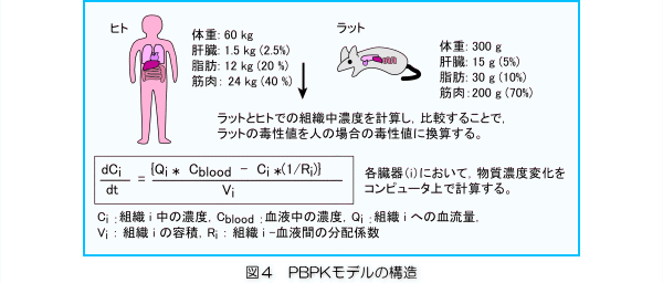 「図4：PBPKモデルの構造」を示す画像