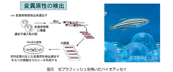 「図5：ゼブラフィッシュを用いたバイオアッセイ」を示す図と写真