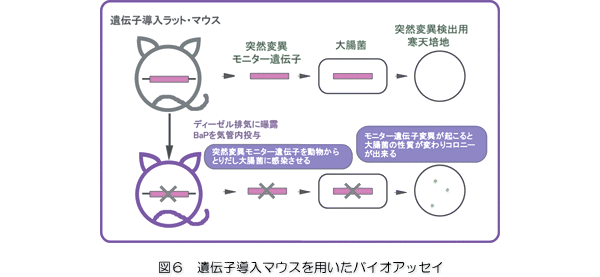 「図6：遺伝子導入マウスを用いたバイオアッセイ」を示す画像