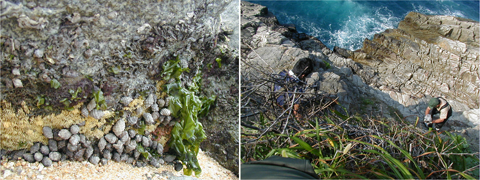 堀口敏宏特命研究員のイボニシ調査の様子の写真