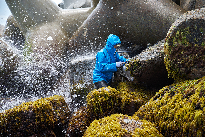 堀口敏宏特命研究員の震災・原発事故後の福島県の富岡漁港における潮間帯調査の様子の写真
