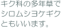 キク科の多年草でシロムシヨケギクともいいます。