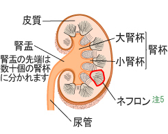「腎臓の組織（構造）を示した」図