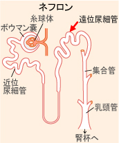 「ネフロン構造と遠位尿細管」の図
