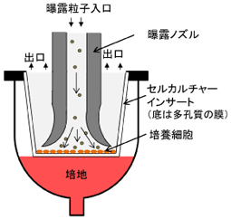 「気液界面細胞曝露部分」の模式図