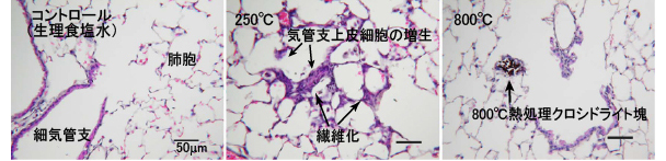 「生理食塩水、250℃または800℃熱処理クロシドライトをマウスの気管内に投与。4週間後の肺組織をヘマトキシリン・エオジンで染色して光学顕微鏡で観察した末梢肺組織」の写真