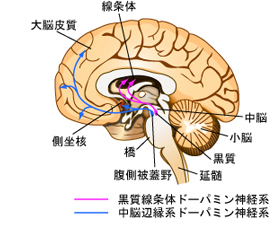 「ヒトの脳の断面でドーパミン神経系を示した」図