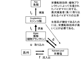 「3栄養段階生態系モデルの概要」の図