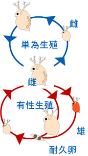 「ミジンコの単為生殖と有性生殖」の模式図