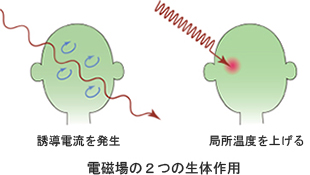 「生体局所に与える電磁場の２つの物理効果（誘導電流の発生と温度の上昇）を示した図」