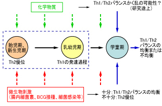 「胎児期および新生児期から乳児期、学童期への発達過程におけるTh1/Th2バランスの発達と細菌感染および化学物質との関係を示した図」