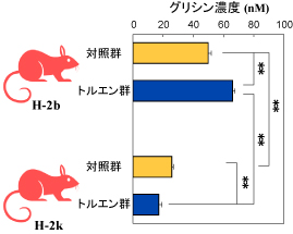 「H-2遺伝子のみが異なり（H-2bとH-2k）他の遺伝子はまったく同一なコンジェニックマウスにトルエン曝露した後の脳内のグリシン濃度の変化を示した棒グラフ」