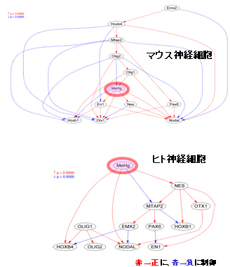 「確率推論型アルゴリズム（ベイジアンネットワーク）手法によるメチル水銀曝露とES細胞から神経細胞への分化マーカー遺伝子発現との関係の推定を示した図」