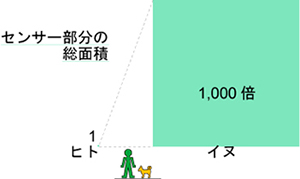 「センサー部分の総面積のヒトとイヌの比較を示したイメージ図」