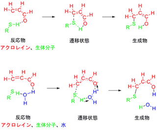 「α, β不飽和カルボニル基をもつ化学物質と生体分子との反応経路」を示した図