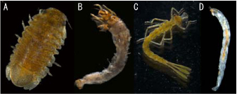 「コツブムシ（A）、トビゲラ幼虫（B）、ヤゴ（C）、小型のユスリカ幼虫（D）」の写真
