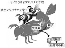 「セイヨウオオマルハナバチと在来マルハナバチの種間交雑による雑種卵形成」を示した図