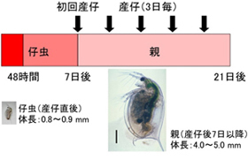 「オオミジンコの産仔」（日数）を示した図