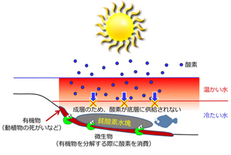 「貧酸素水塊発生のしくみ」を示した図