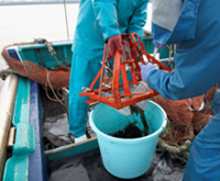 「東京湾におけるハタタテヌメリ調査の際の採泥作業の様子」の写真