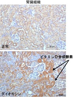 「ダイオキシンにより腎臓中の活性型ビタミンD合成が促進した」様子を示した写真