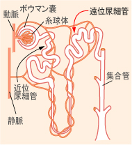 「腎臓の構造（遠位尿細管）」を示した図