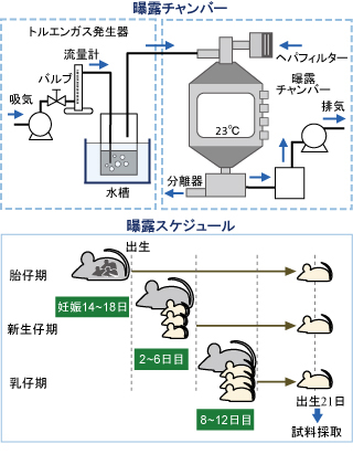 「曝露チャンバーの概要図」と「マウスの曝露スケジュールを示した図」