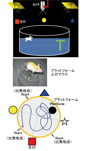 「モリス水迷路探索の模式図」と「プラットホーム上のマウスの写真」と「マウスの出発地点から到達点までの移動軌跡を示した図」
