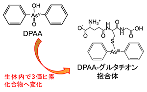 「ジフェニルアルシン酸とジフェニルアルシン酸-GSH抱合体の構造を示した図」