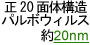 正20面体構造パルボウィルス約20nm