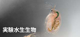 実験水生生物の注文と分譲