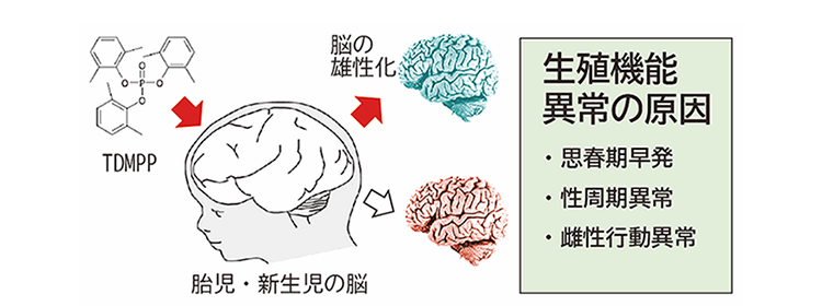 脳の生殖機能異常の原因を示した図