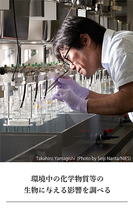 環境中の化学物質等の生物に与える影響を調べる（山岸主任研究員の写真小）