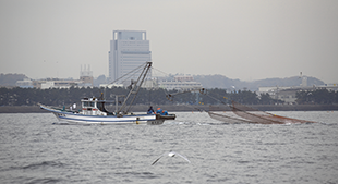 東京湾における試験底曳き調査