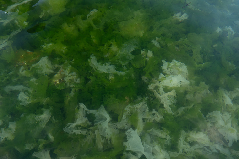海水中のアオサの写真
