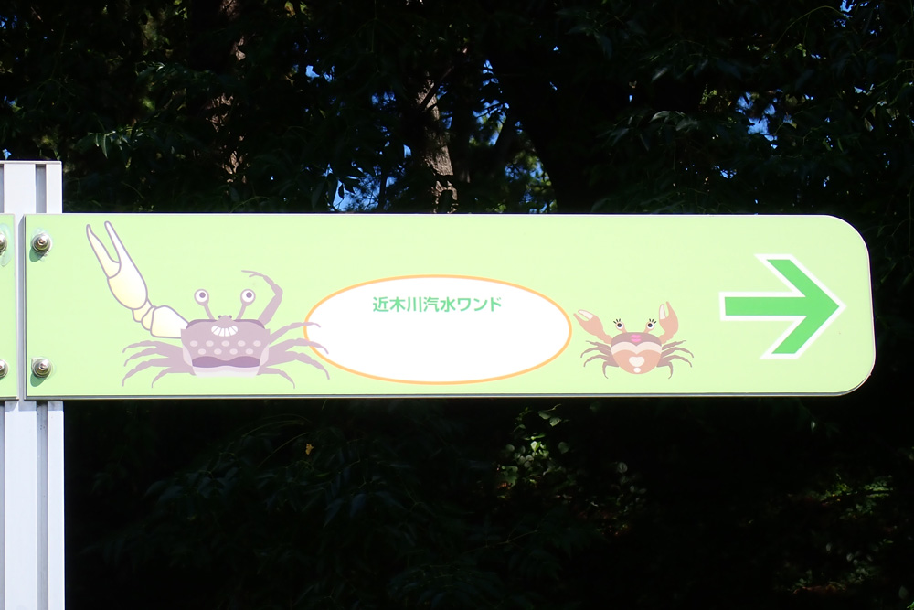 クロベンケイガニの写真